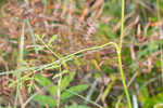 Coastal plain angelica